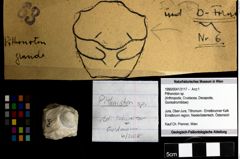 Foto (Objekt + Etiketten) von Pithonoton sp. 